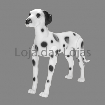 Dalmata